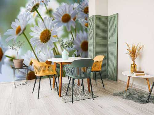 Gros plan sur les marguerites