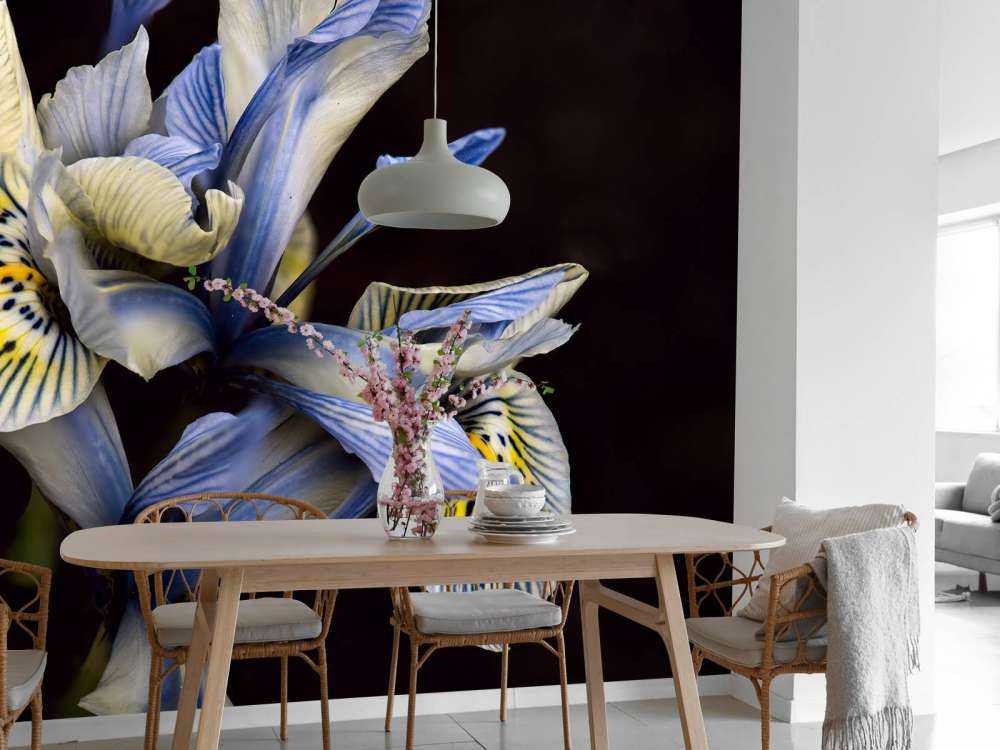 Iris bleus