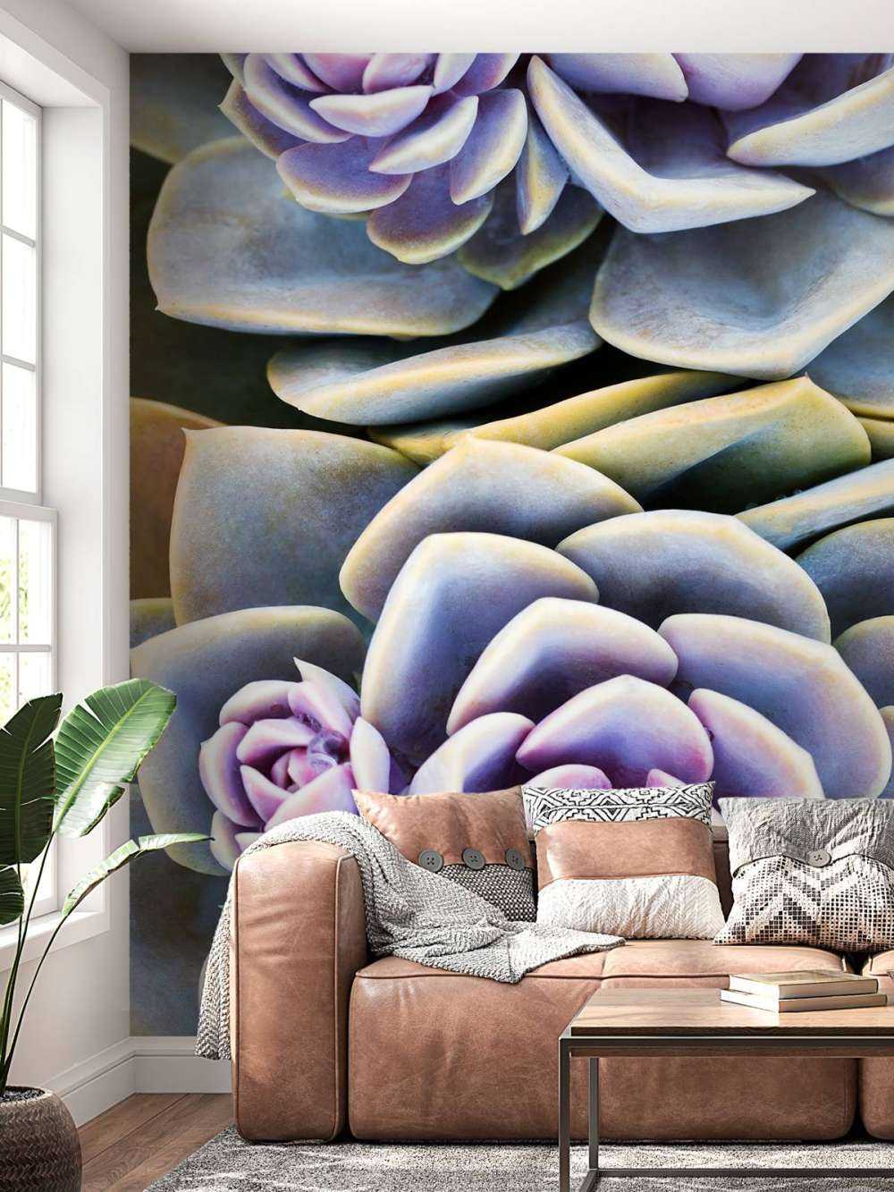 Succulents