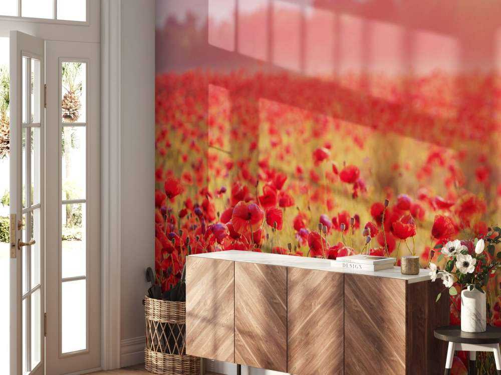 Champ plein de coquelicots