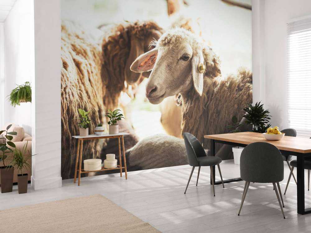 Mouton dans une étable