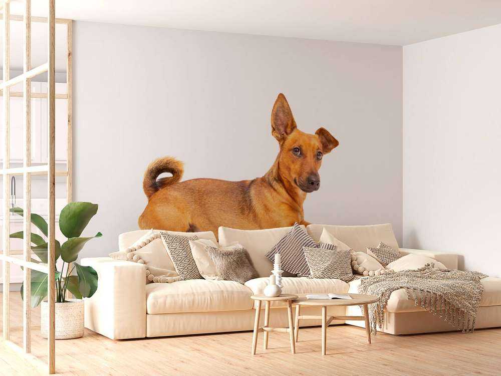Un chien mignon