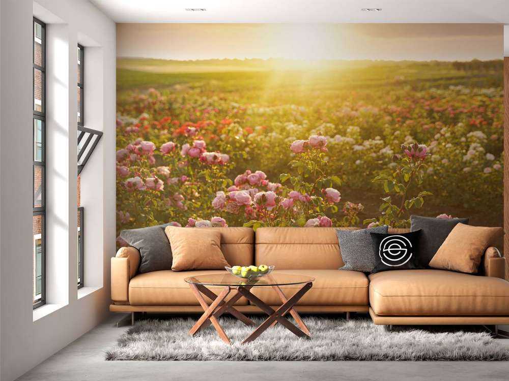 Un champ de roses