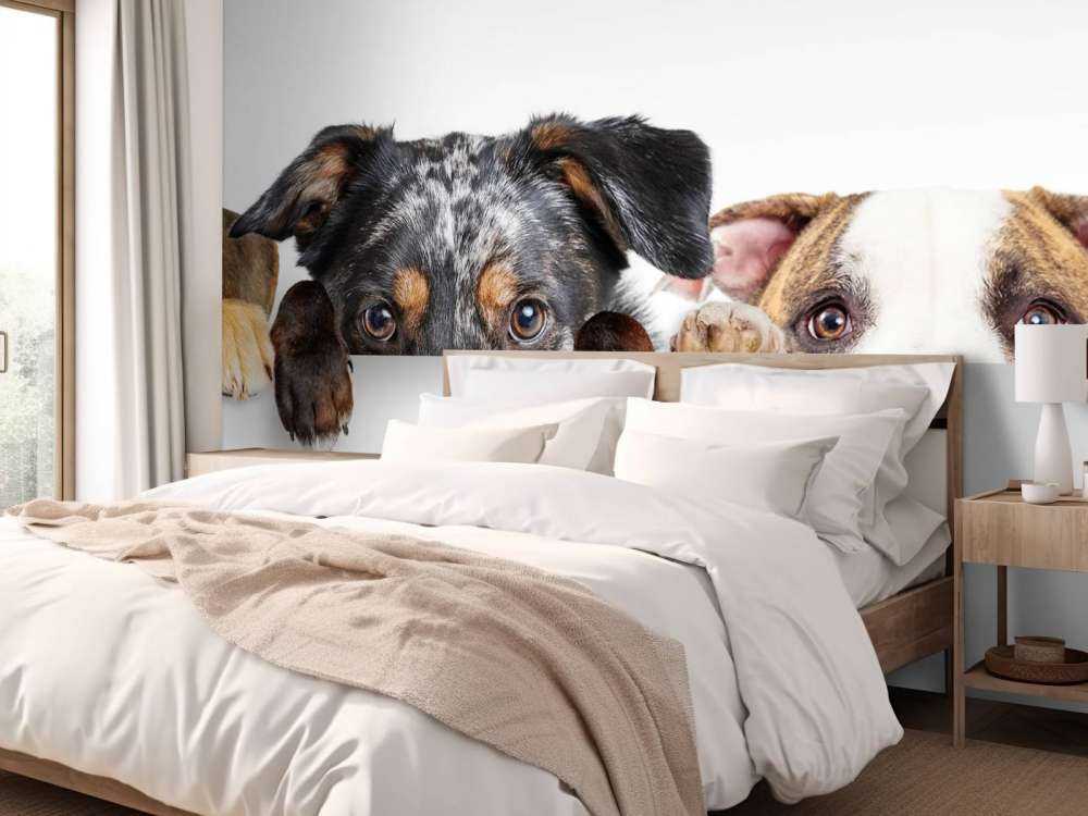 Chiens d'observation