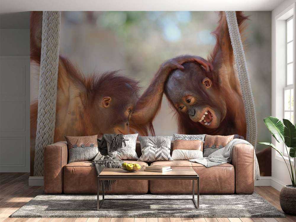 Bébés orang-outans