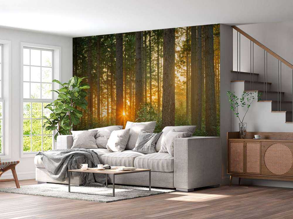 Rayons de soleil dans une forêt de conifères