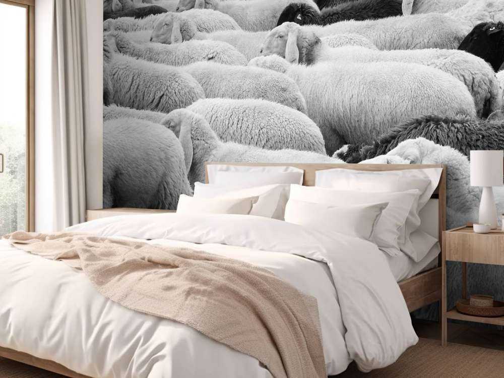 Moutons noir et blanc