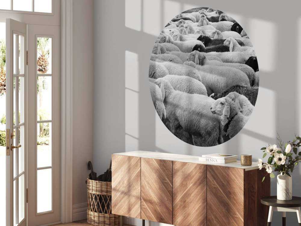 Moutons noir et blanc