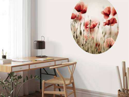 Des coquelicots de rêve