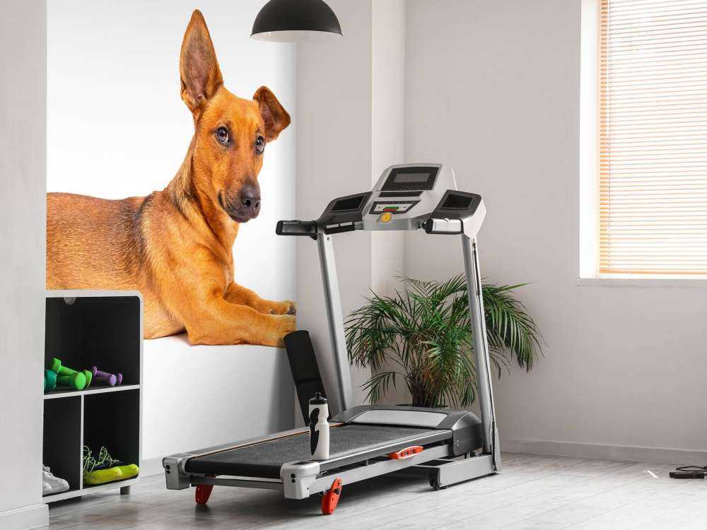 Un chien mignon