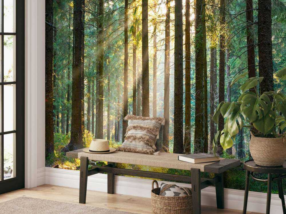 Une forêt tranquille