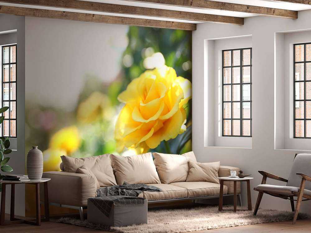 Roses jaunes