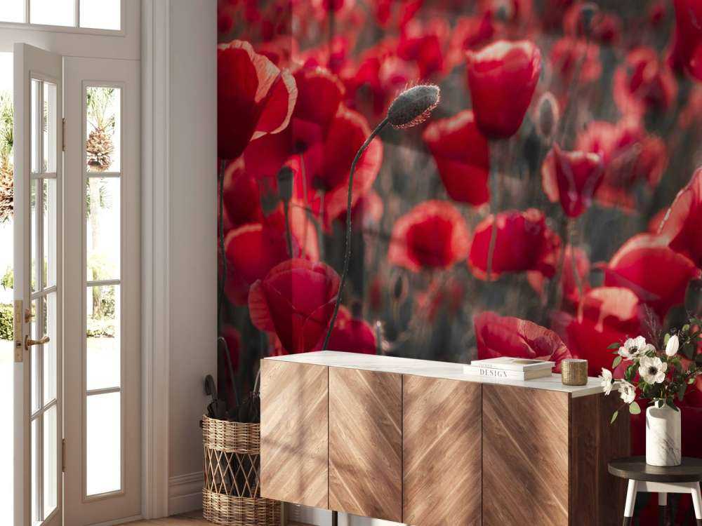 Des coquelicots dans un style sombre