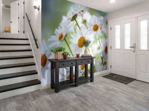 Gros plan sur les marguerites