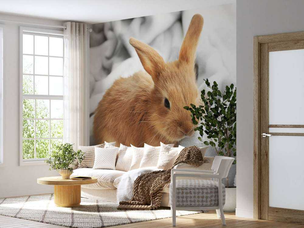 Lapin brun