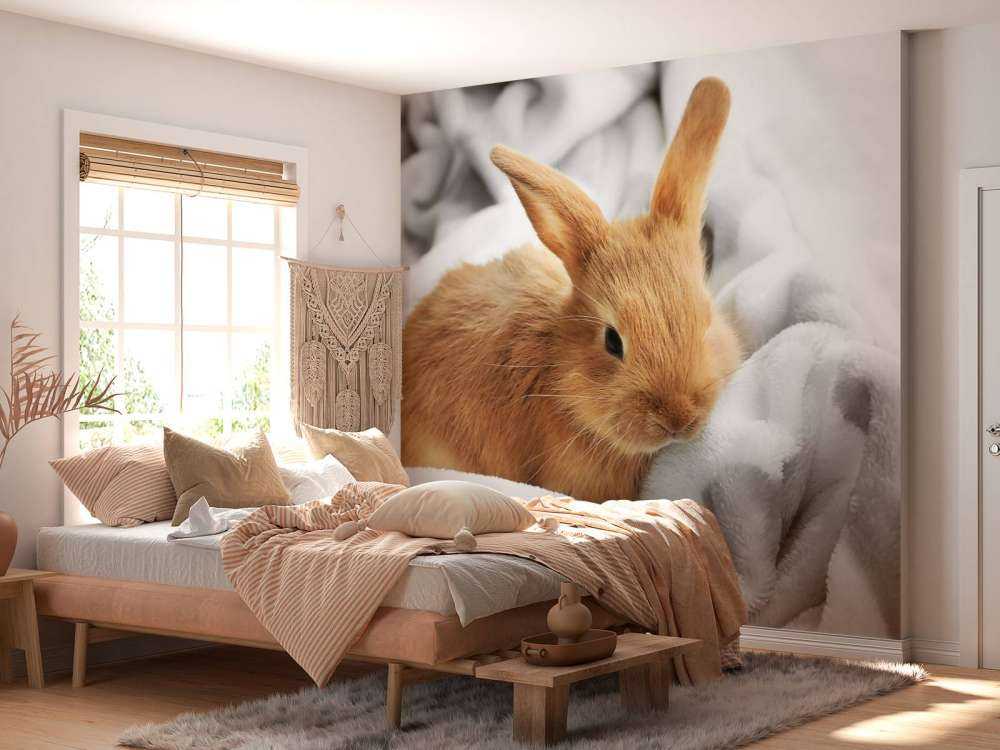 Lapin brun