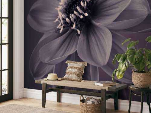 Fleur de dahlia foncé