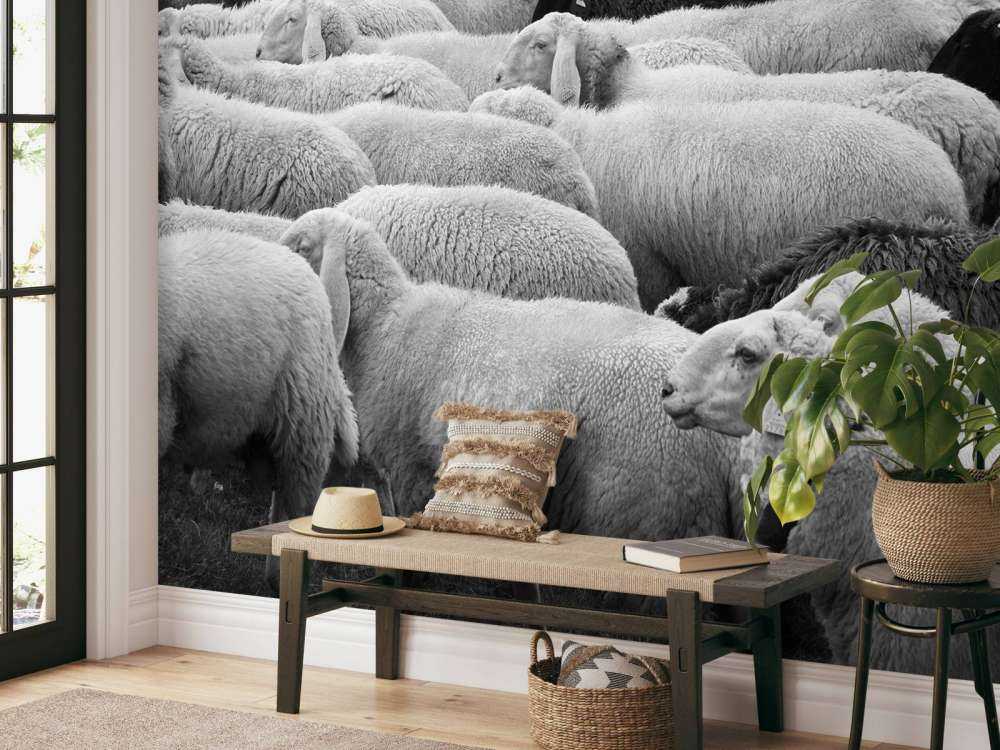 Moutons noir et blanc