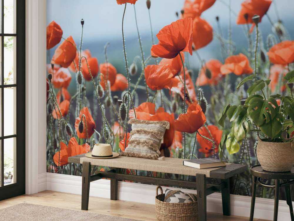 Champ de coquelicots