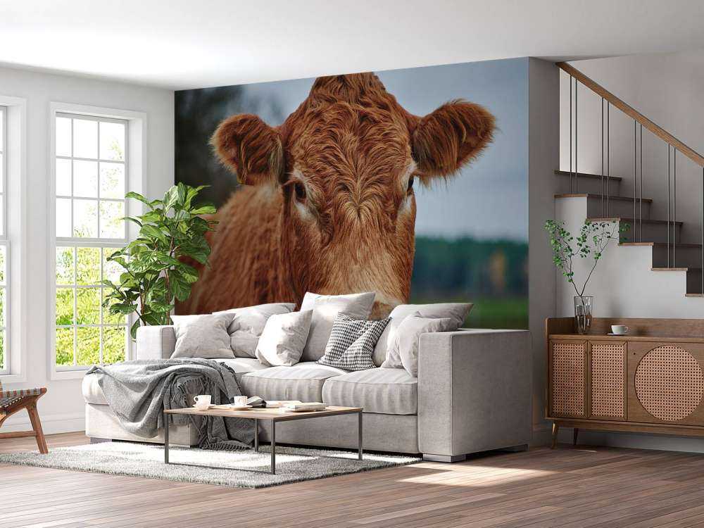 Portrait d'une vache