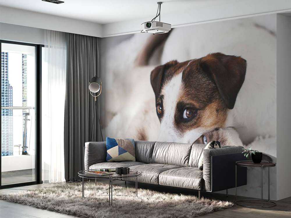 Chien et chat