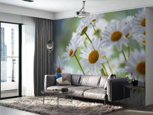 Gros plan sur les marguerites
