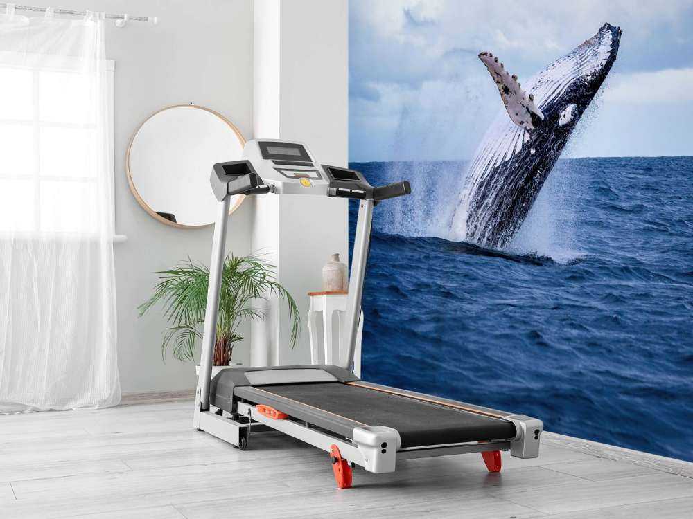 Baleine sauteuse