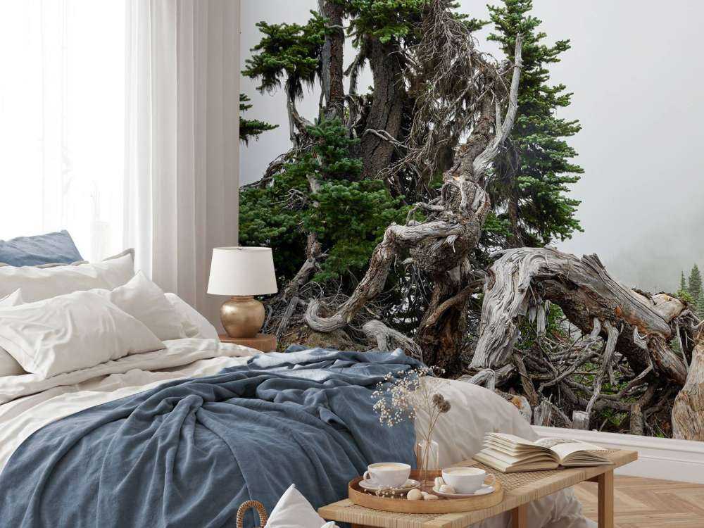 Arbres et vieux arbres