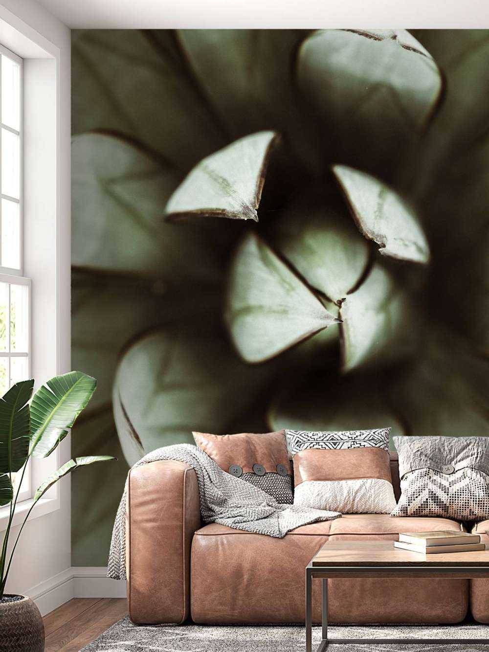 Plante grasse