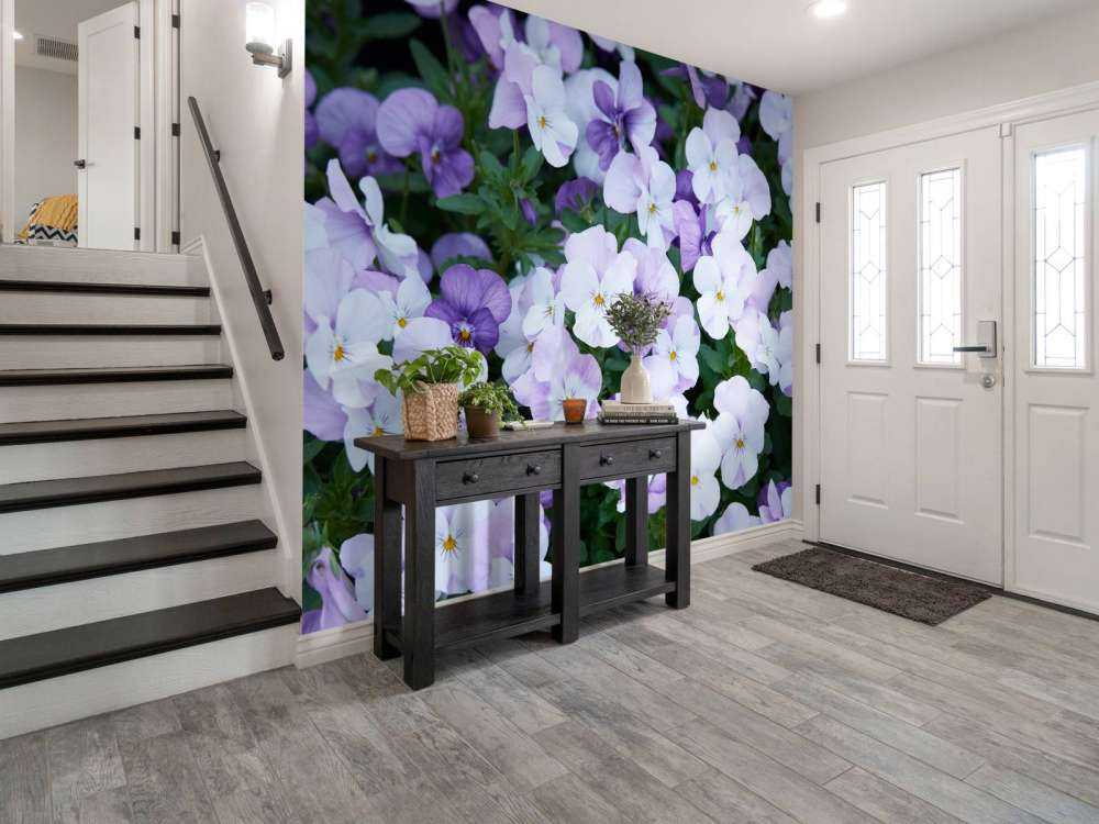 Violettes blanches pourpres