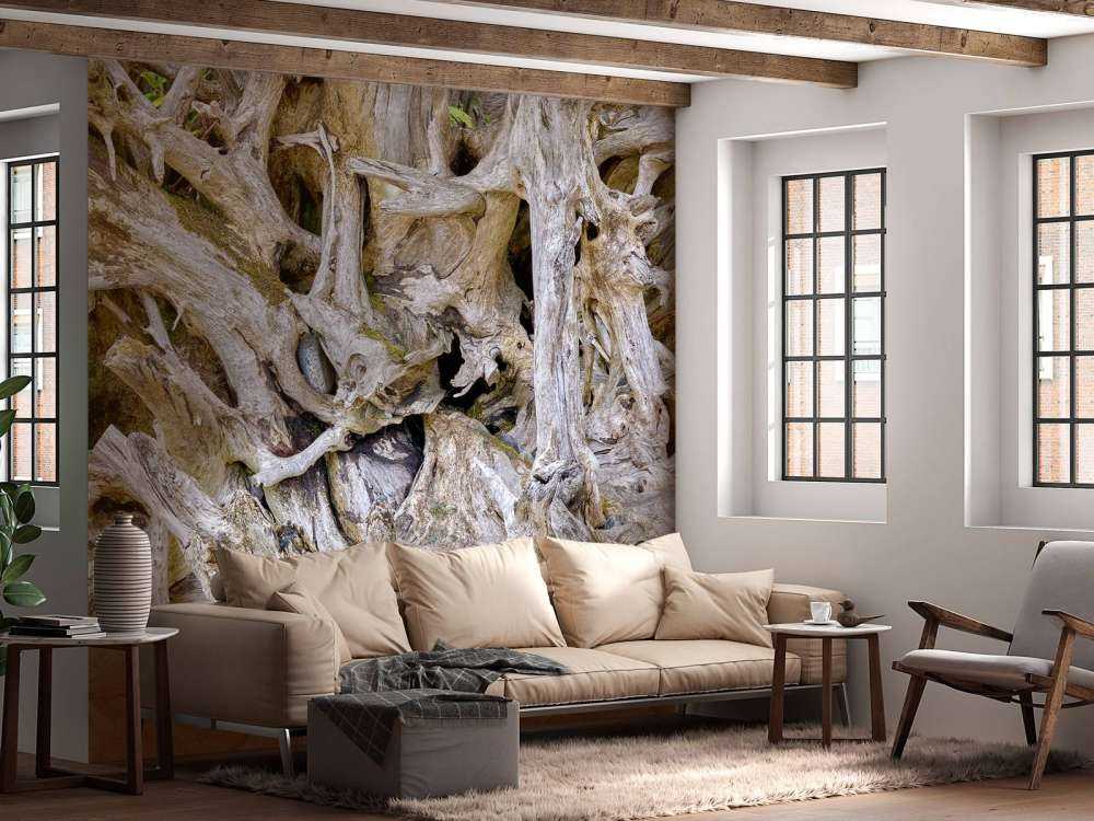 Racines d'arbres