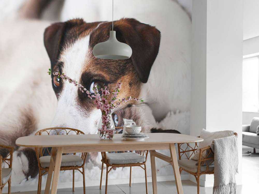Chien et chat