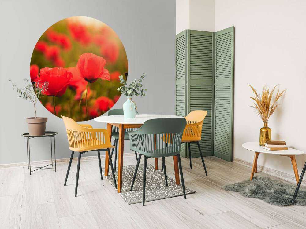 Coquelicots au lever du soleil