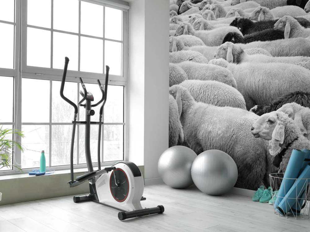 Moutons noir et blanc