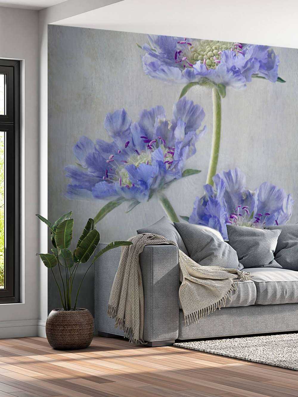 Scabiosa