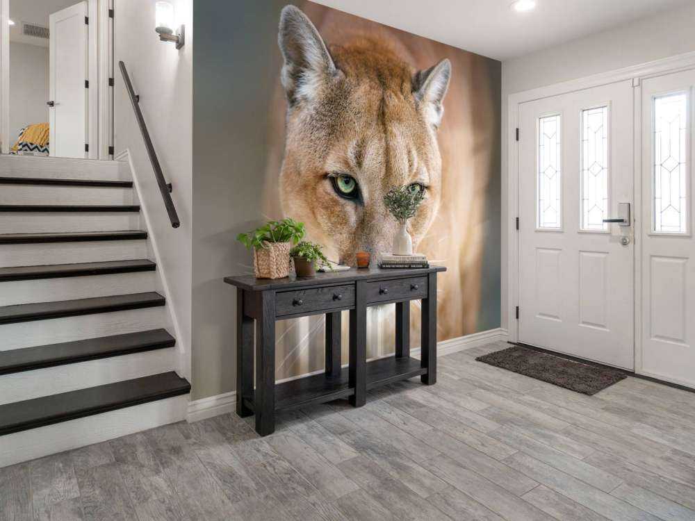 Puma en gros plan