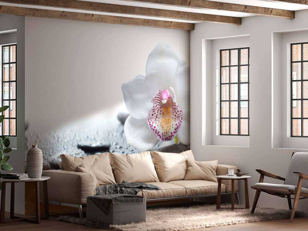 Orchidée blanche