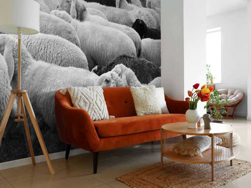 Moutons noir et blanc