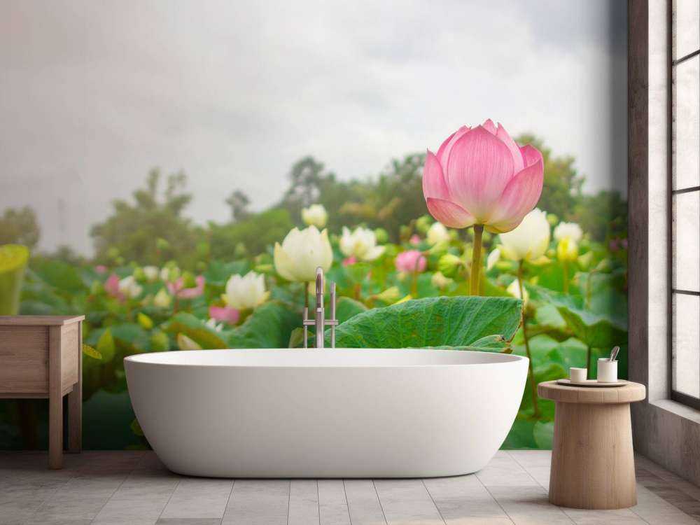 Fleurs de lotus roses et blanches
