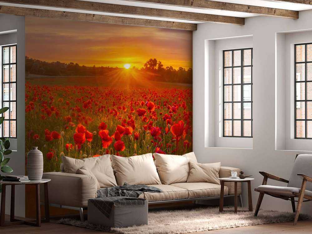 Champ de coquelicots en fleurs