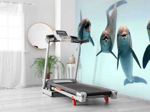 Dauphins rieurs
