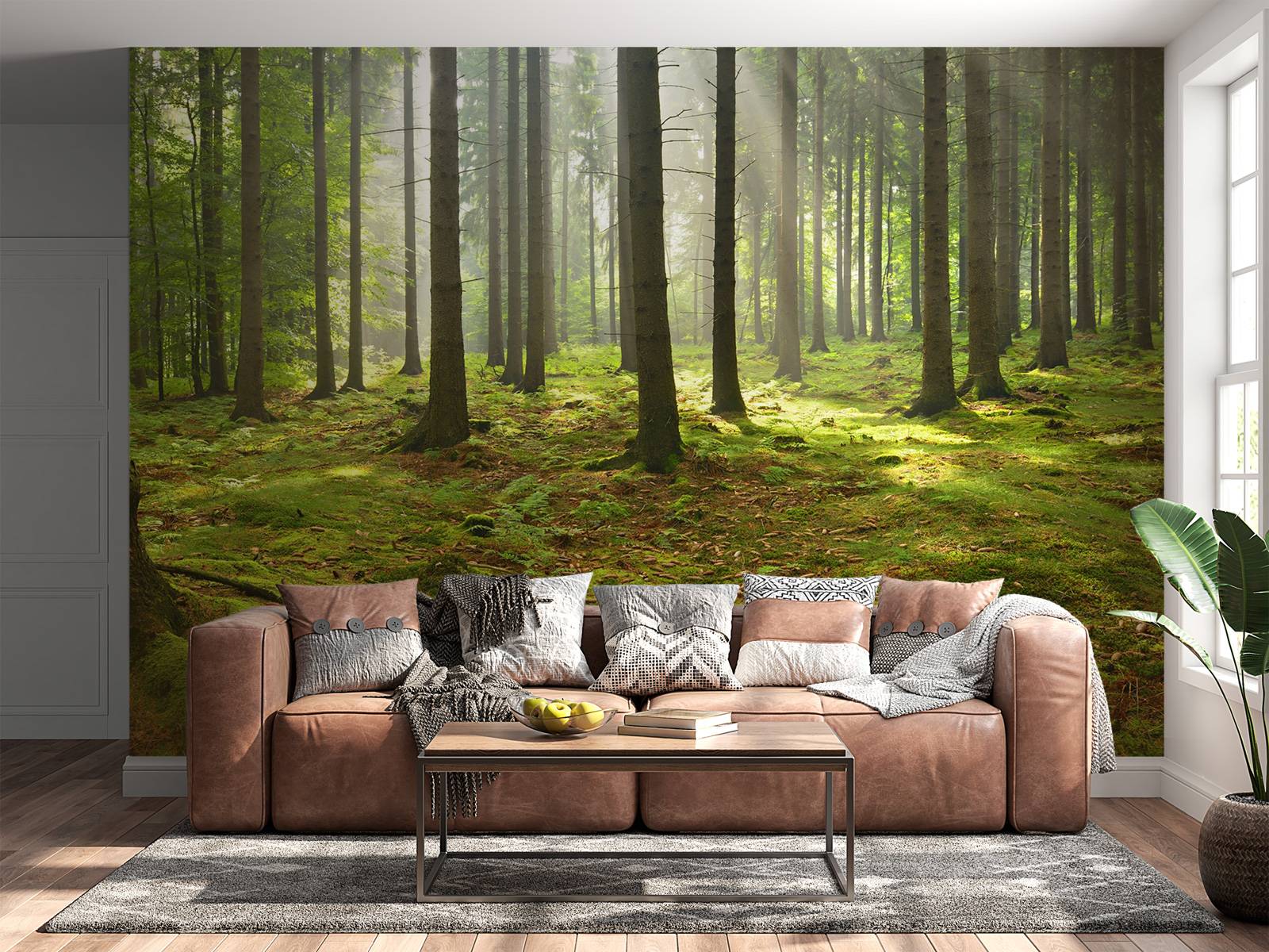 Forêt d'épicéas ensoleillée