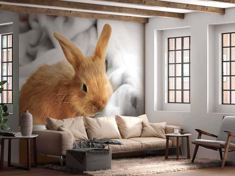 Lapin brun