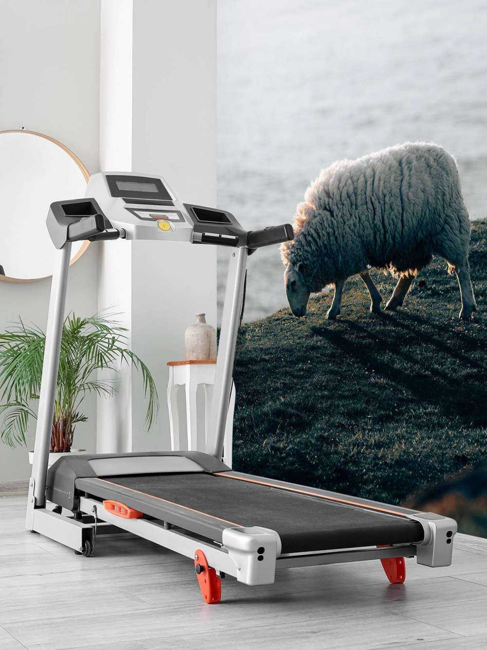 Moutons au pâturage