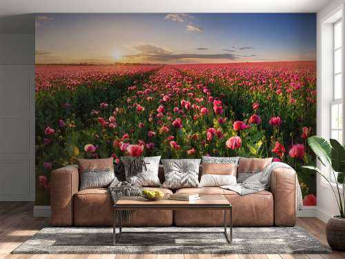 Champ de coquelicots roses
