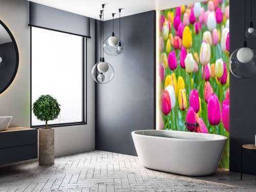 Tulipes multicolores dans un champ