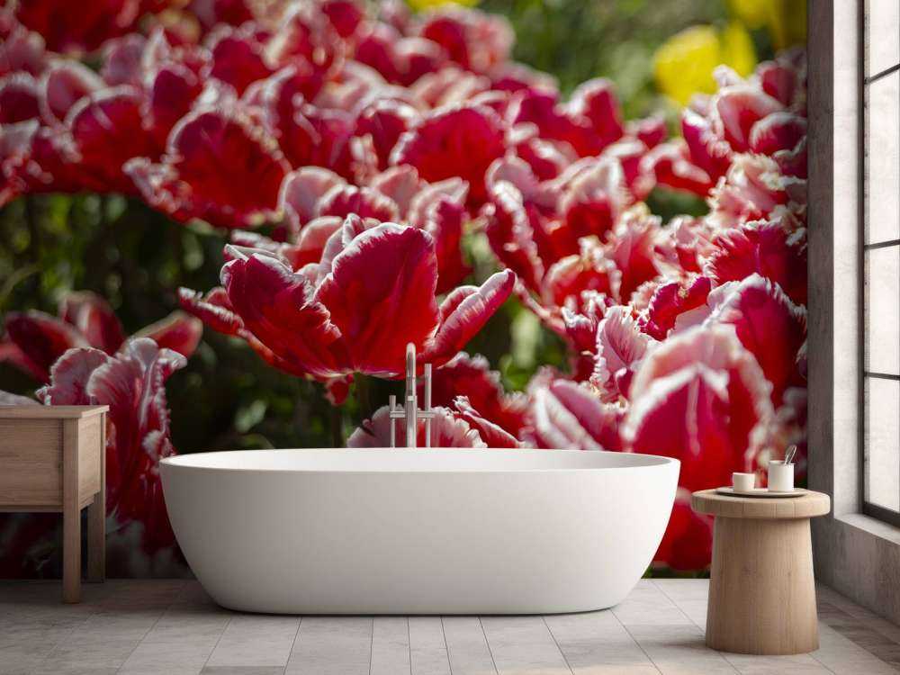 Tulipes rouges