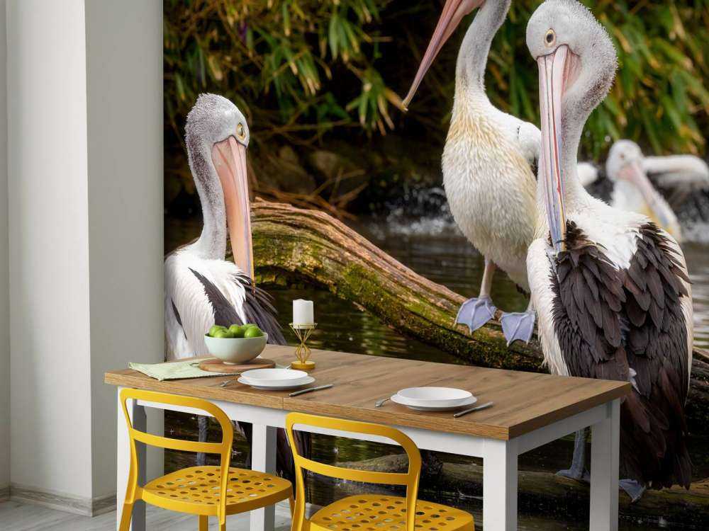 Pélicans australiens