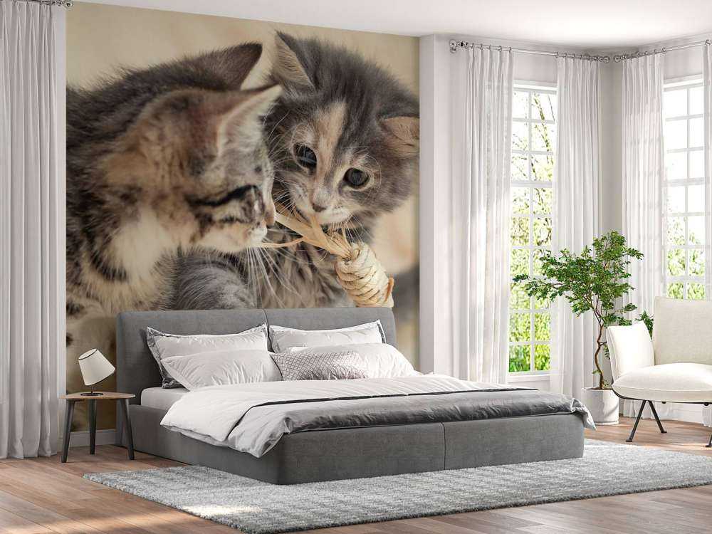 Jouer aux chatons