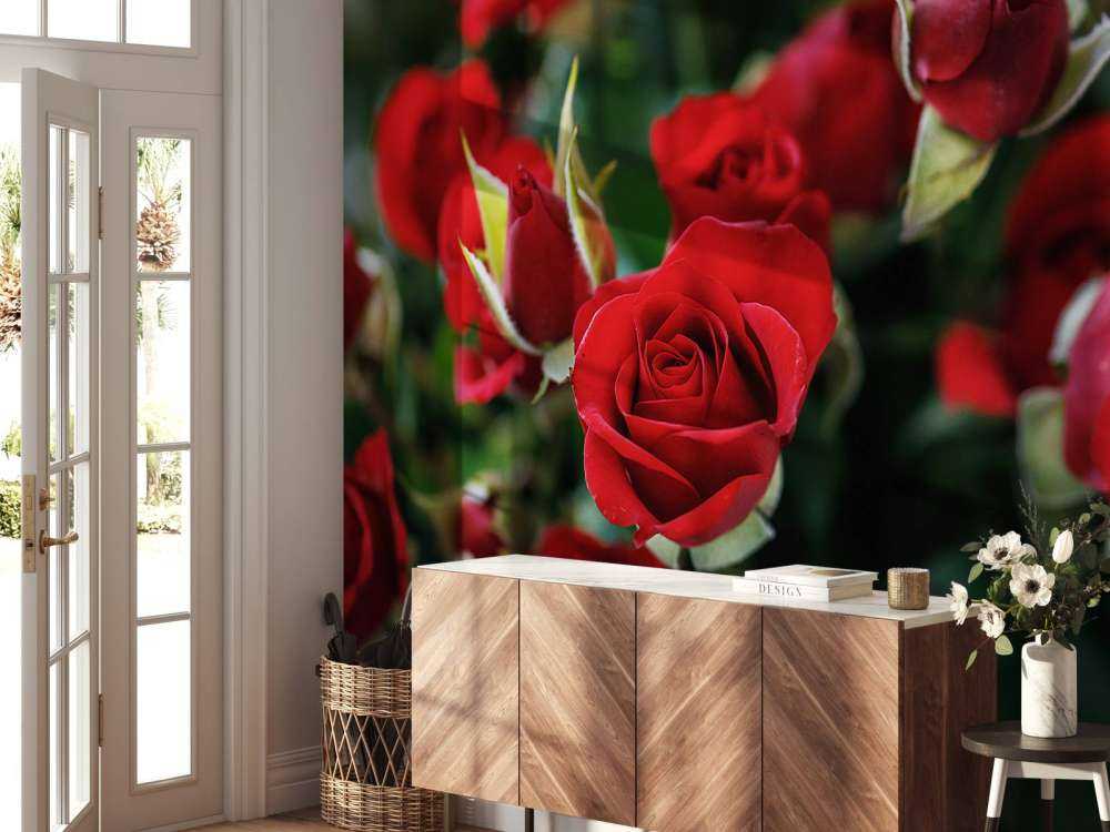 Rosier rouge